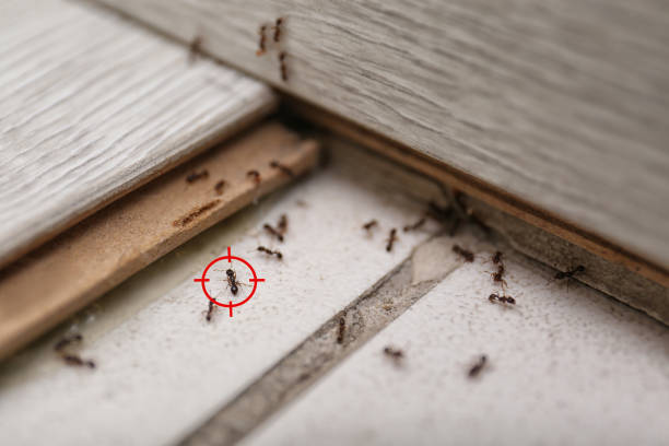 Best Bed Bug Extermination  in Lake Zurich, IL